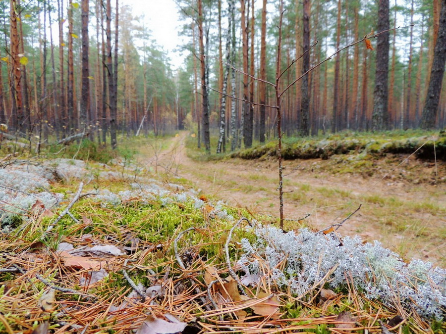 Конвергенция Смирнова 2016
