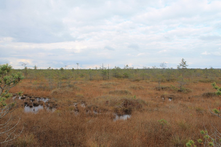 Тундра в октябре