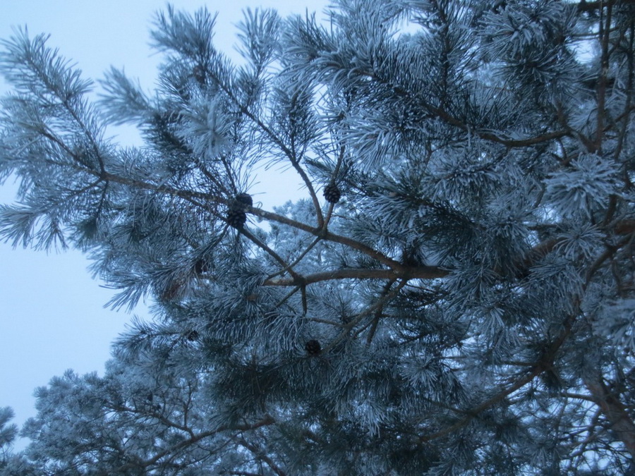 Мы к вам- Ольманские болота.