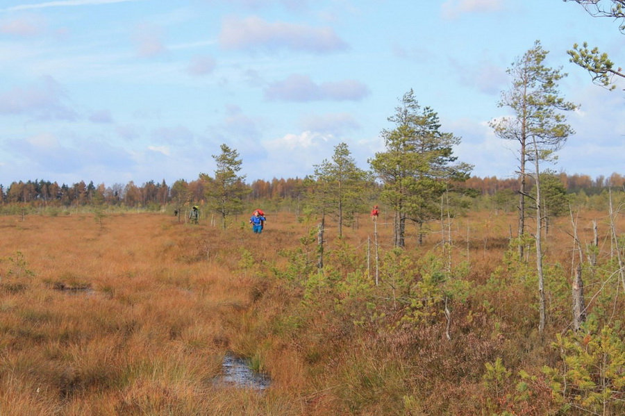 Дорога за солнцем или как мы бродили по болотам ландшафтного заказника «Ельня»