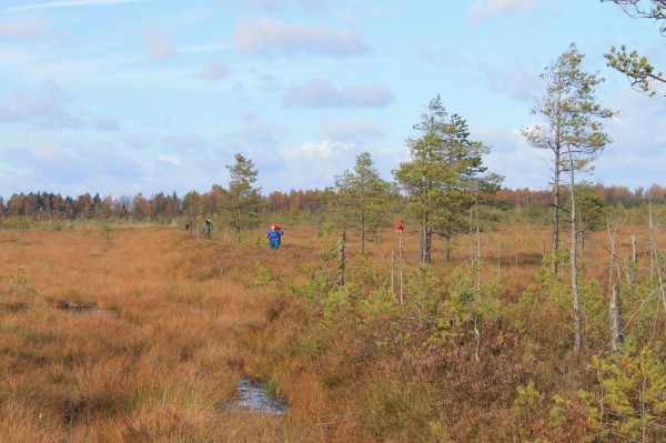 Дорога за солнцем или как мы бродили по болотам ландшафтного заказника «Ельня»