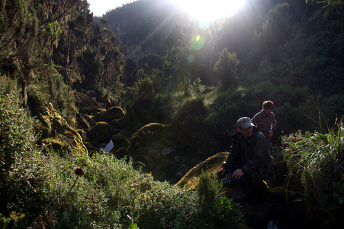 Килиманджаро. Граница дождевого леса.