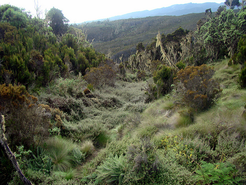 Килиманджаро. Граница дождевого леса.