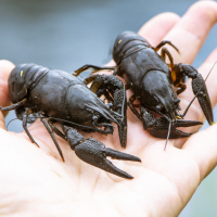 89Б. Дрисливый 2. Бархатный Сезон