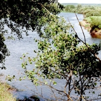 94Б: «Остер-Сож. Остер, что нож»